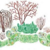 Как сделать клумбу непрерывного цветения? Как сделать клумбу непрерывного цветения?