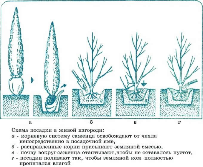 Схема посадки живой изгороди