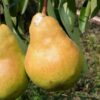 Основные болезни и вредители груши: как защитить свои деревья