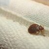 Удаление клопов из дивана: эффективные методы и советы